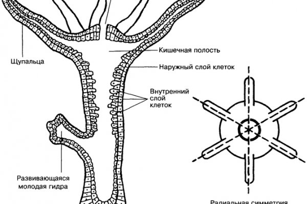 Кракен без тор