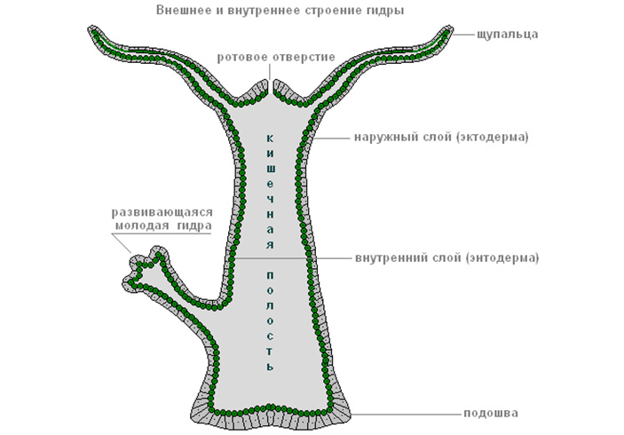 Кракен даркнет стор